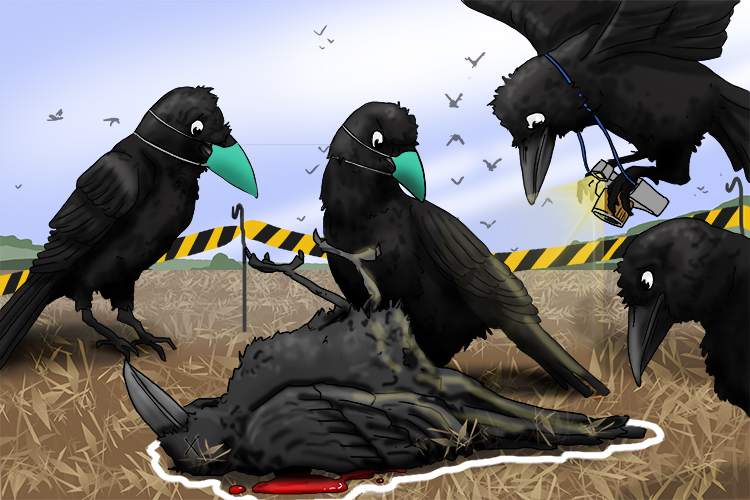 There had been a murder most foul. The crow crime scene investigation unit was quick to the scene.